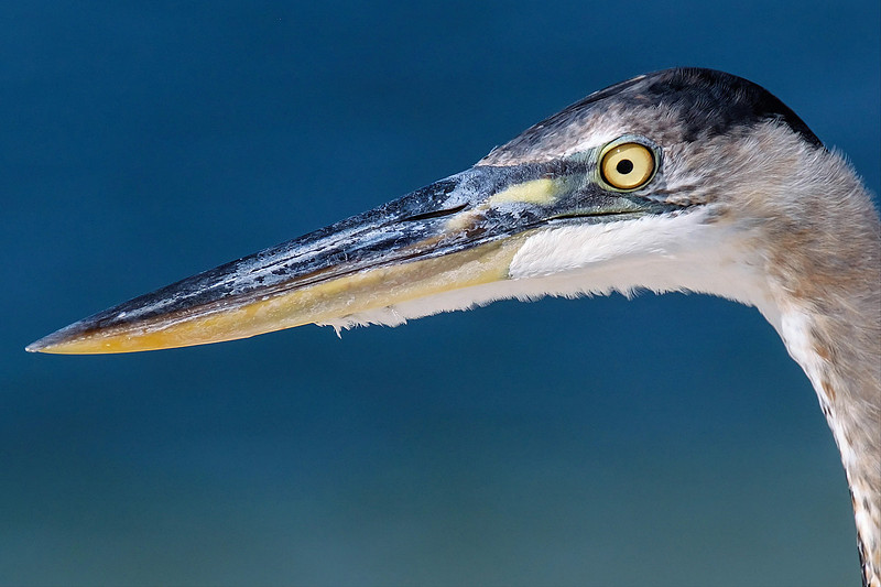 Great Blue Heron Portrait