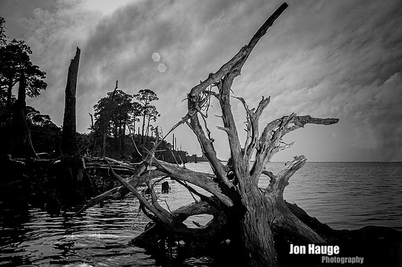 Gulf Shores Stumps and Roots