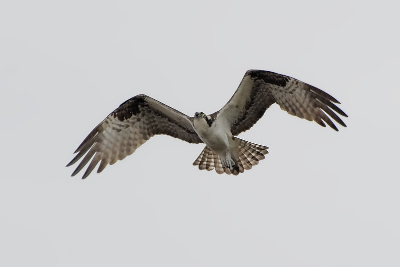 Osprey In Orange Beach