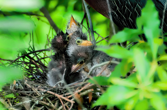 Green Heron Juveniles