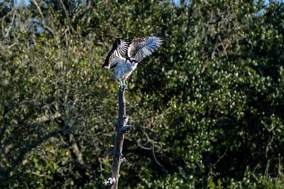 Osprey Wildlife Photography
