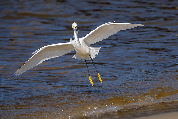 Snowy Egret Wildlife Photography Gulf Shores