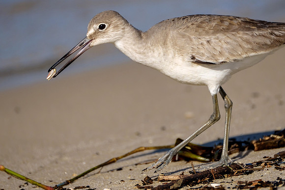 Willet Wildlife Photography Gulf Shores