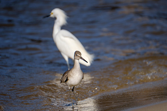 Snowy Egret Wildlife Photography Gulf Shores