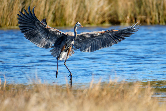 Great Blue Heron Wildlife Photography