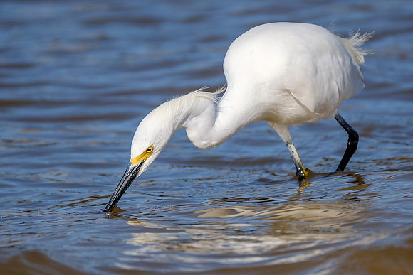 Snowy Egret Wildlife Photography Gulf Shores