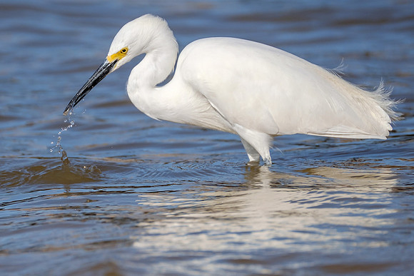 Snowy Egret Wildlife Photography Gulf Shores