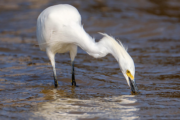 Snowy Egret Wildlife Photography Gulf Shores