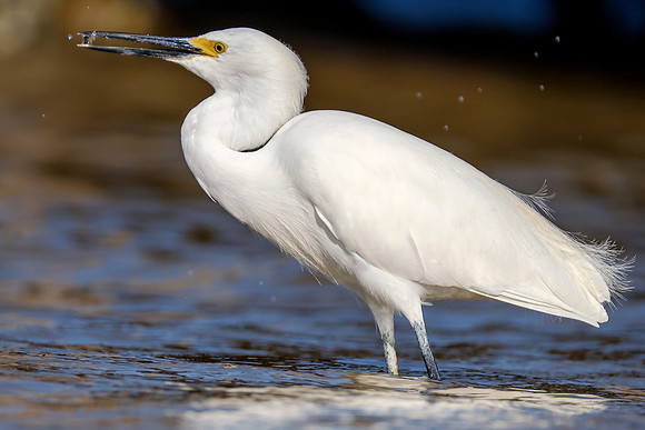 Snowy Egret Wildlife Photography Gulf Shores
