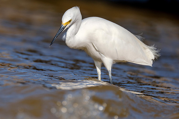 Snowy Egret Wildlife Photography Gulf Shores