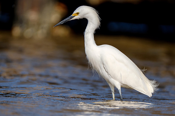 Snowy Egret Wildlife Photography Gulf Shores