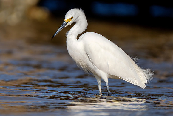 Snowy Egret Wildlife Photography Gulf Shores