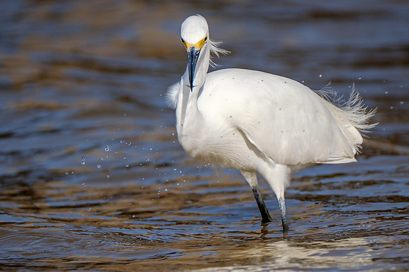Snowy Egret Wildlife Photography Gulf Shores