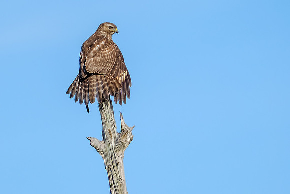 Wildlife Photography Gulf Shores