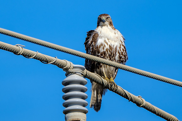 Wildlife Photography Gulf Shores