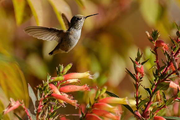 Rufous Hummingbird