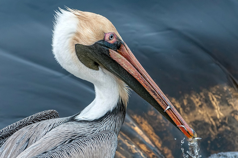 Gulf Shores Brown Pelican Photography