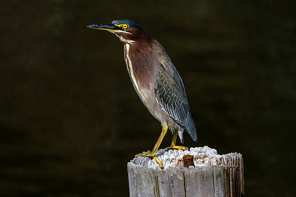 Gulf Shores Wildlife Photographer