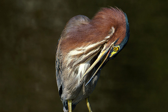 Green Heron in Gulf Shores