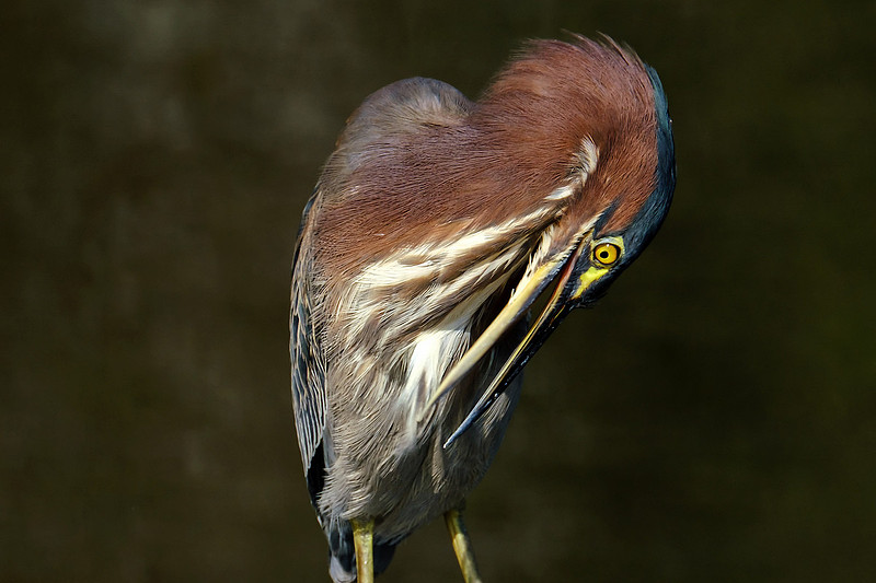 Green Heron in Gulf Shores
