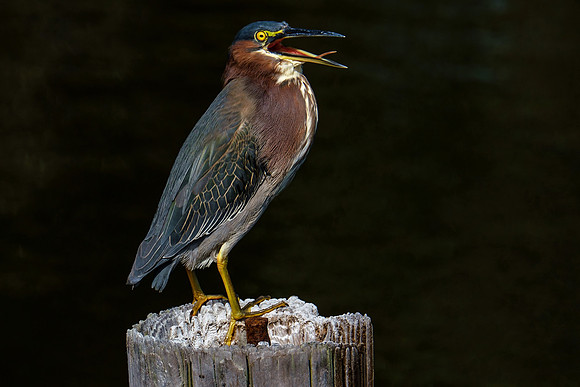 Green Heron in Gulf Shores