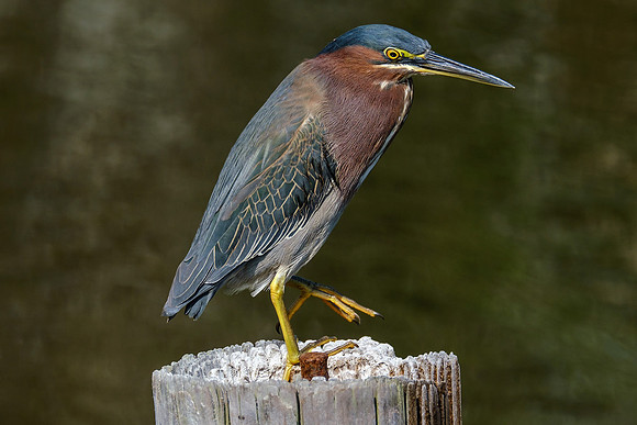 Green Heron in Gulf Shores
