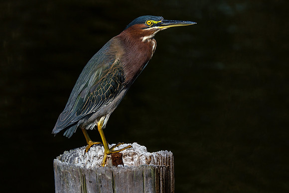 Green Heron in Gulf Shores