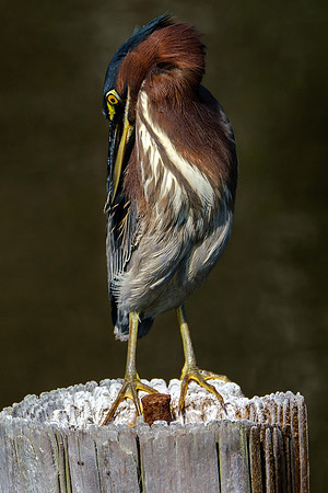 Green Heron in Gulf Shores