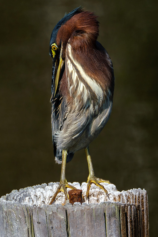 Green Heron in Gulf Shores
