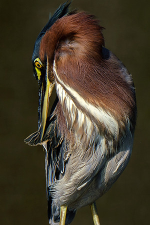 Green Heron in Gulf Shores