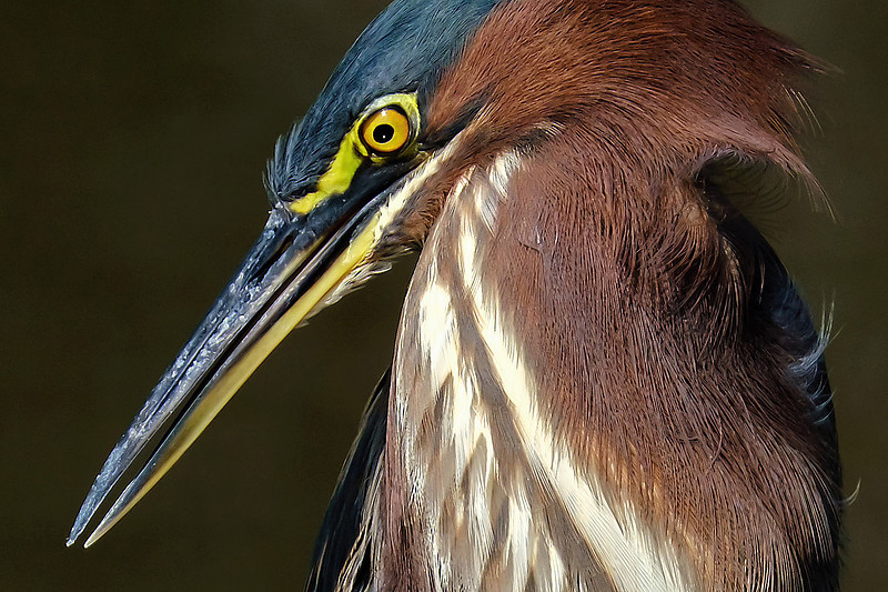 Green Heron in Gulf Shores