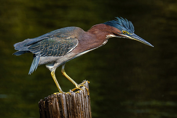 Green Heron in Gulf Shores
