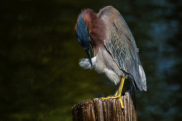 Green Heron in Gulf Shores