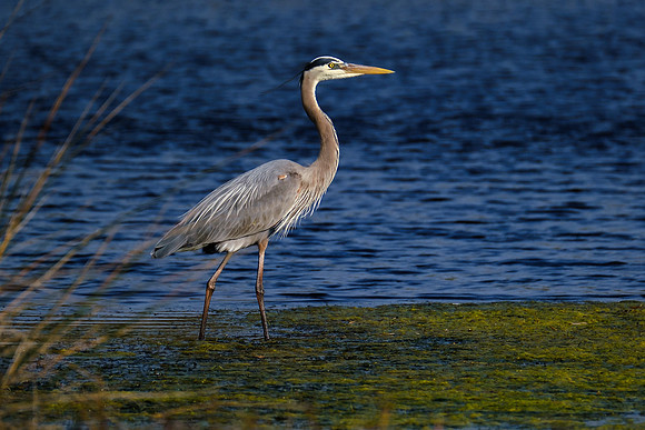 Great blue heron in Gulf Shores