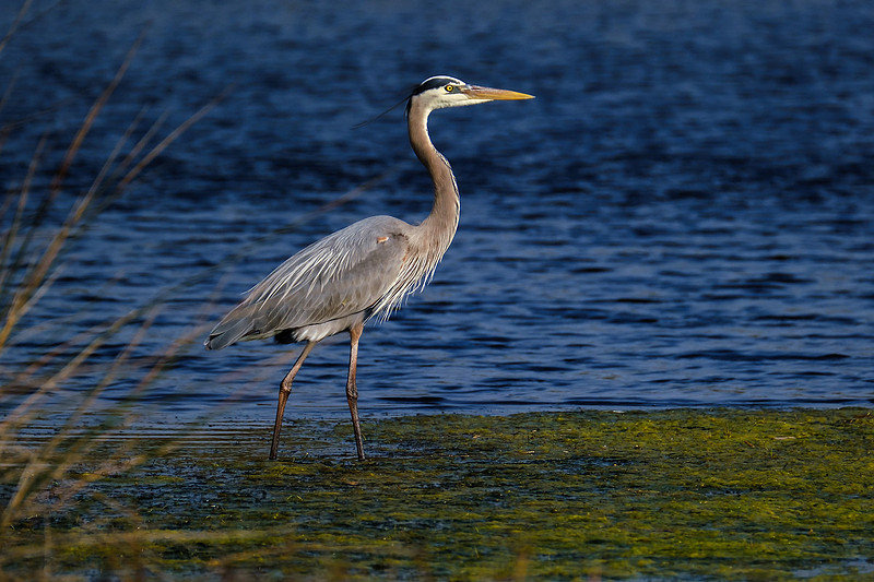 Great blue heron in Gulf Shores