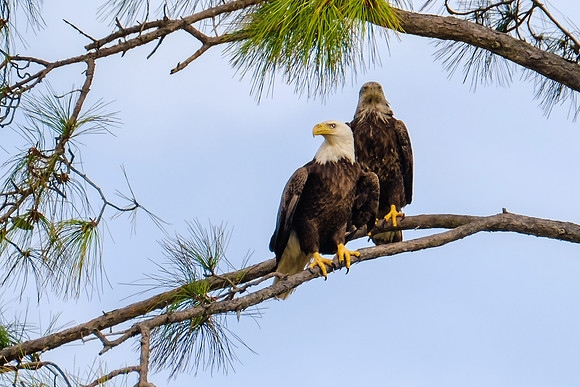 Bald Eagles in Pensacola Beach