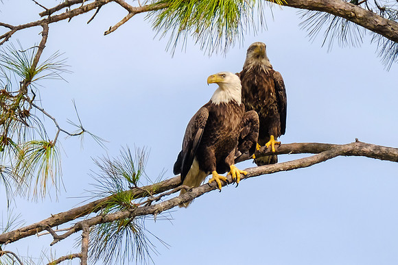 Bald Eagles in Pensacola Beach