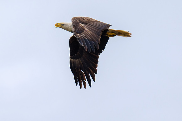 Bald Eagles in Pensacola Beach