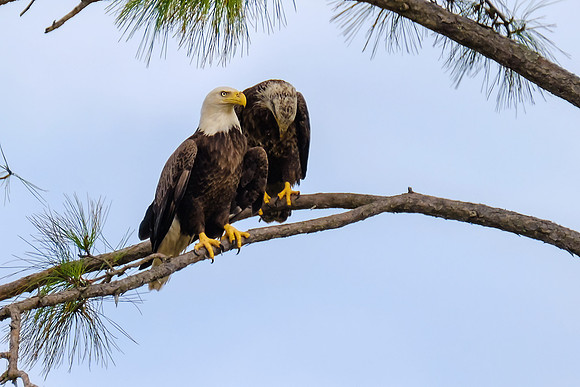 Bald Eagles in Pensacola Beach