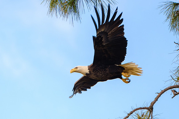 Bald Eagles in Pensacola Beach