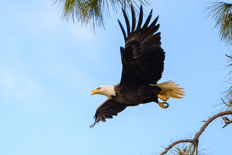 Bald Eagles in Pensacola Beach