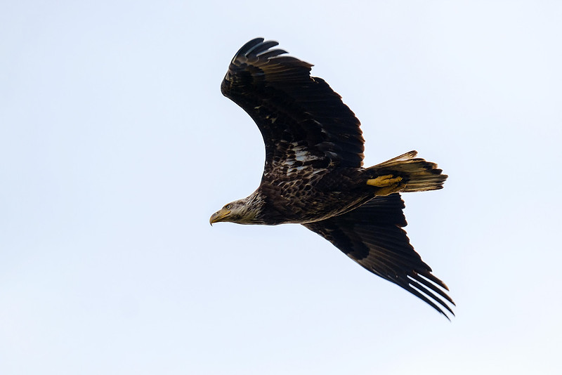 Bald Eagles in Pensacola Beach