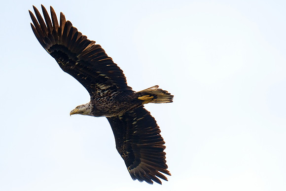 Bald Eagles in Pensacola Beach