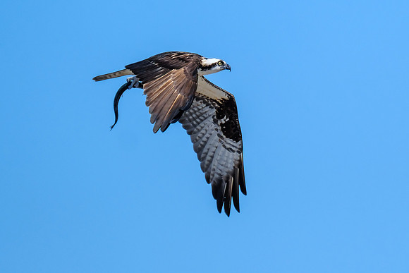Osprey With Fish Catch