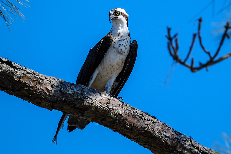 Osprey With Fish Catch