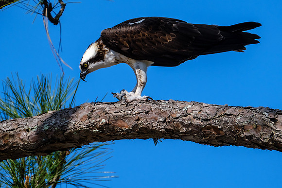 Osprey With Fish Catch