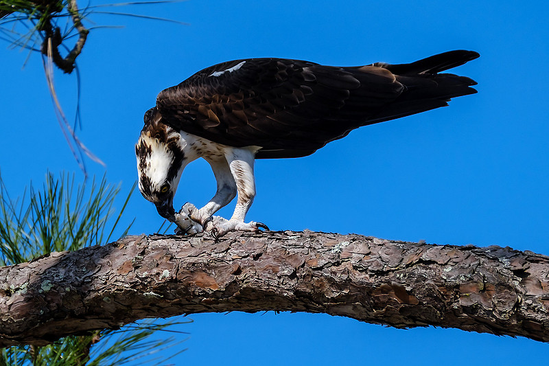 Osprey With Fish Catch