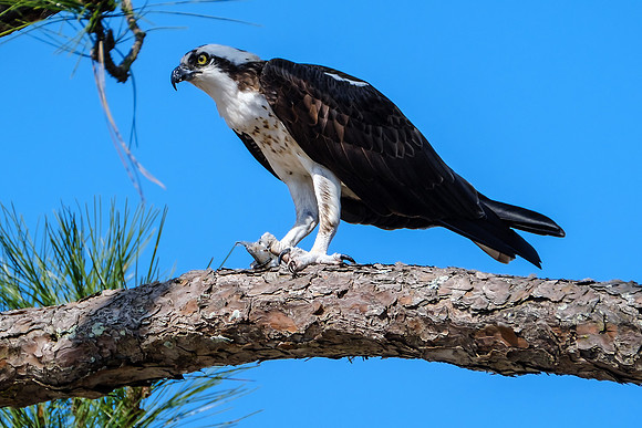 Osprey With Fish Catch