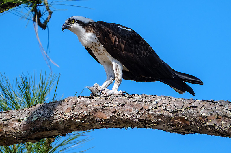 Osprey With Fish Catch