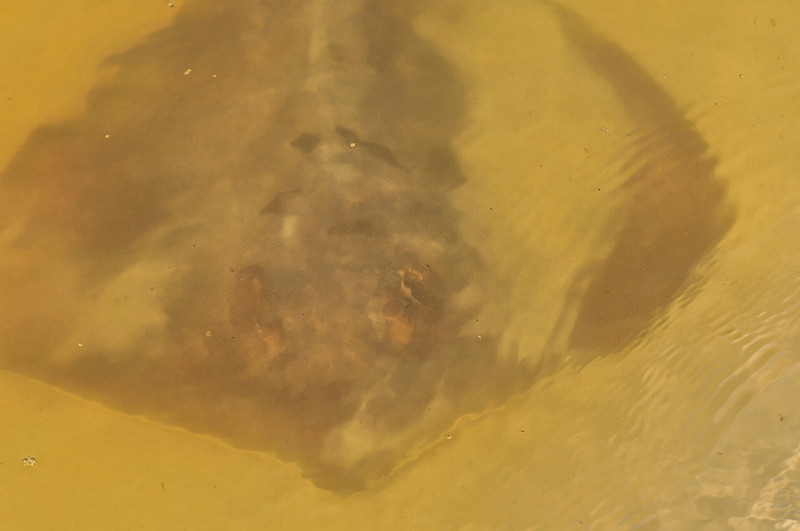 Stingray